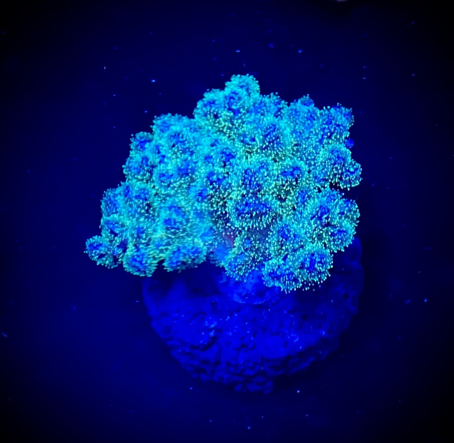 Pocillopora damicornis «Green» (003)