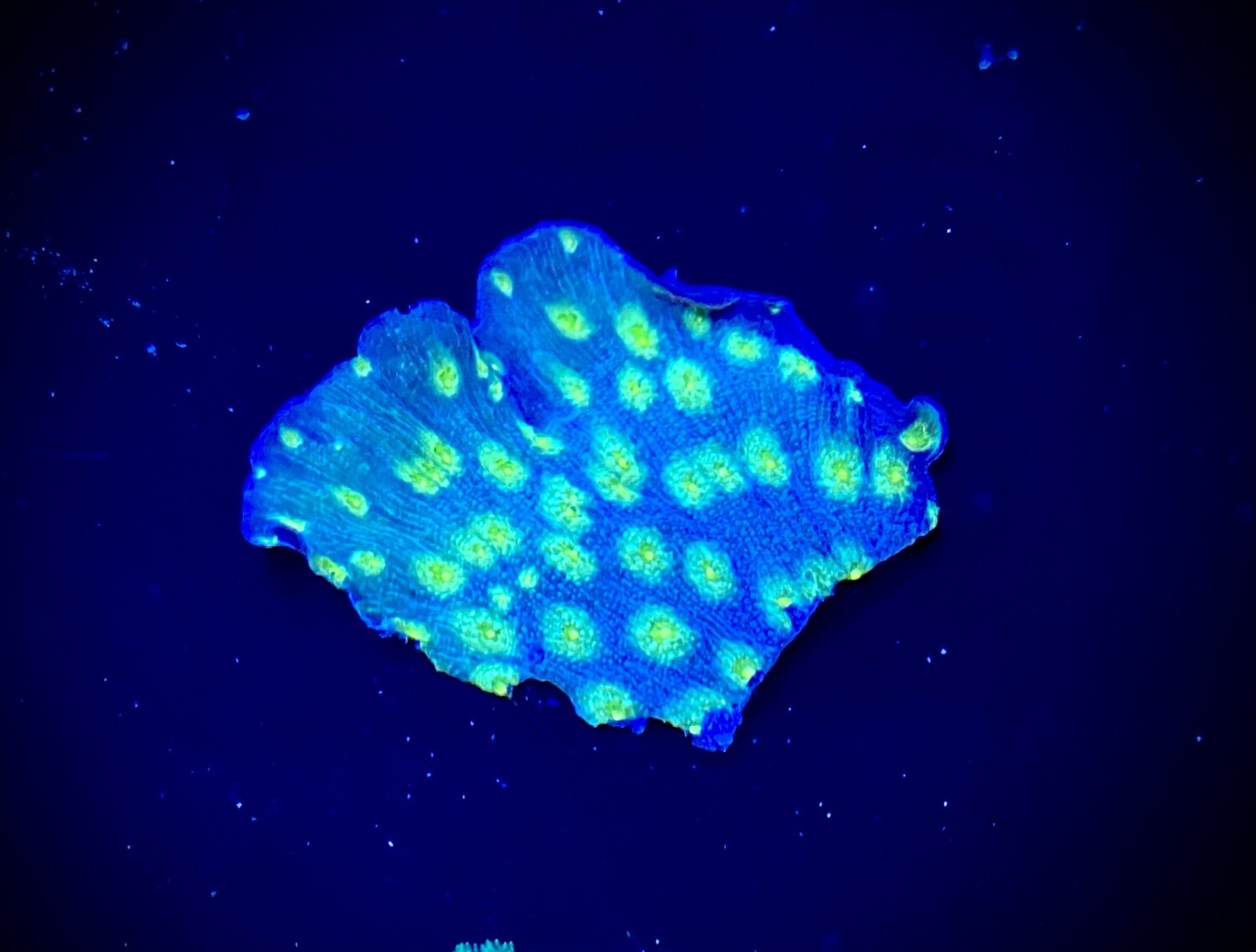Echinopora lamellosa
