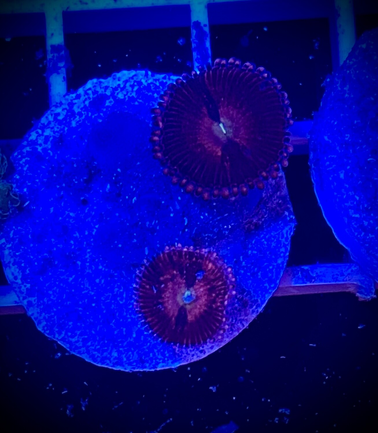 Zoanthus
