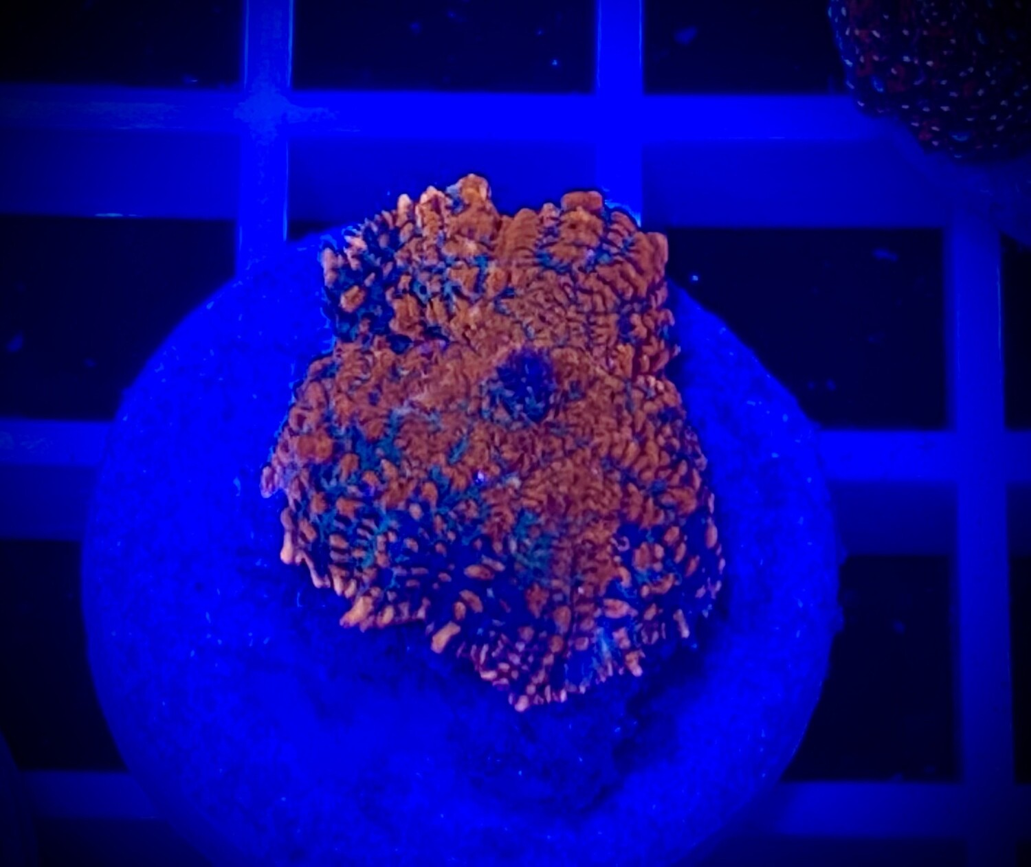 Discosoma Mushroom
