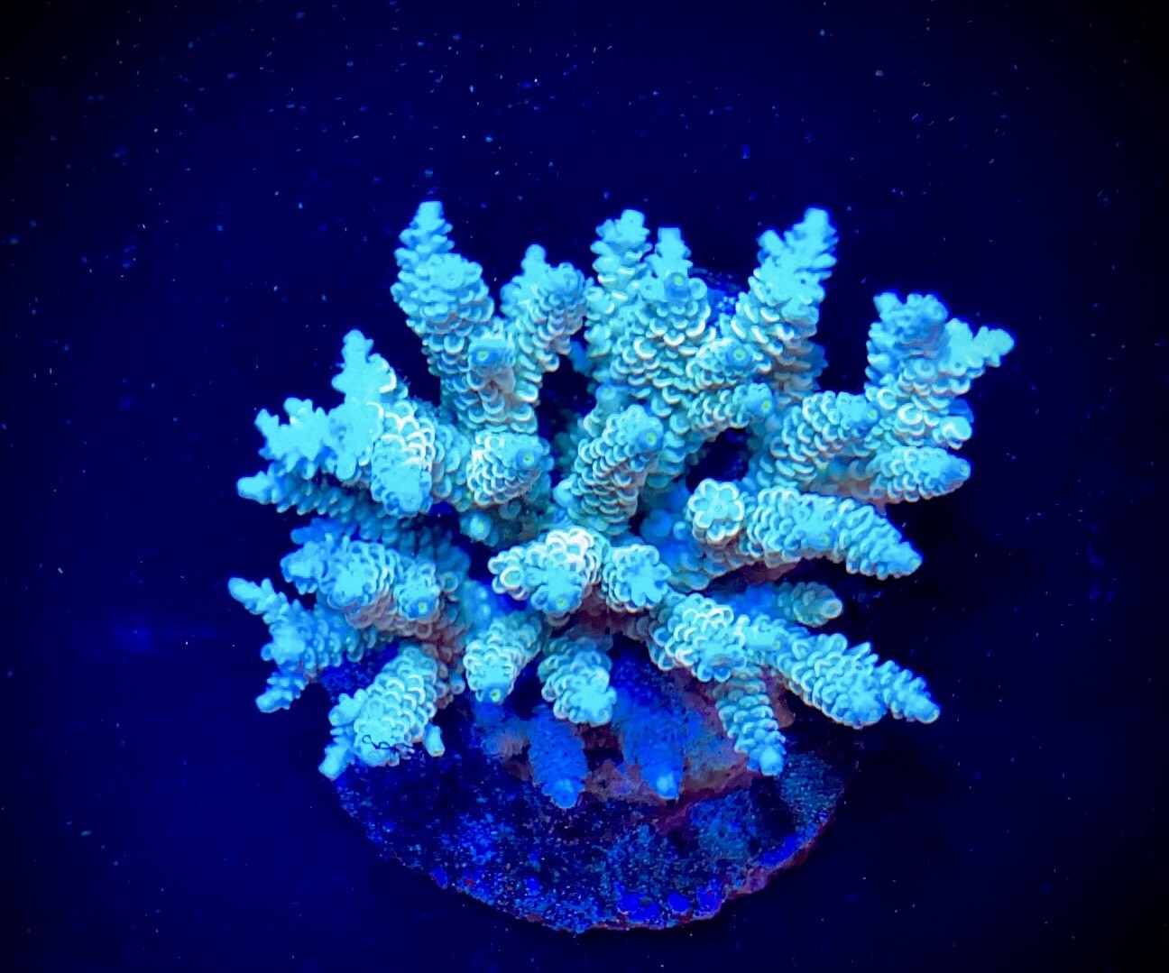 Acropora Indo