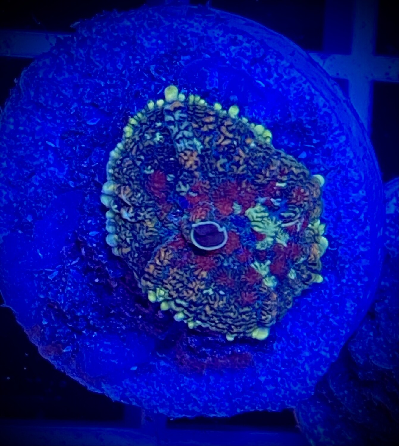 Discosoma Mushroom