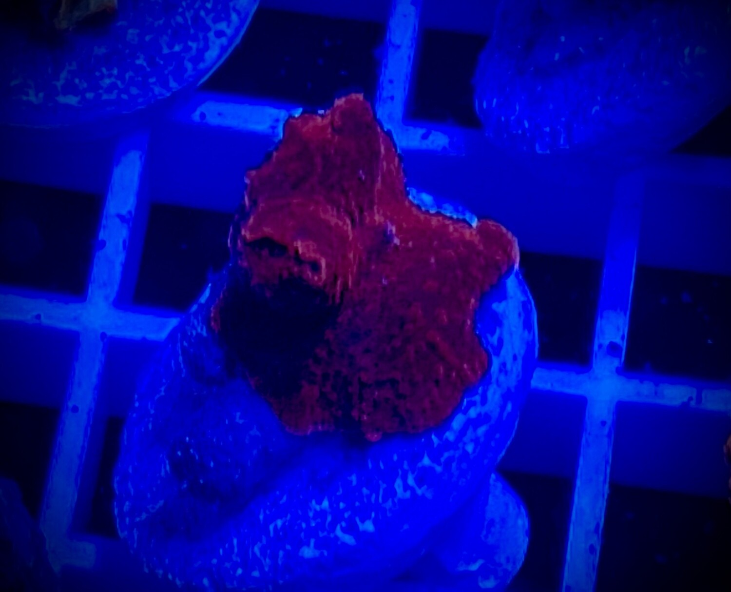 Discosoma Mushroom