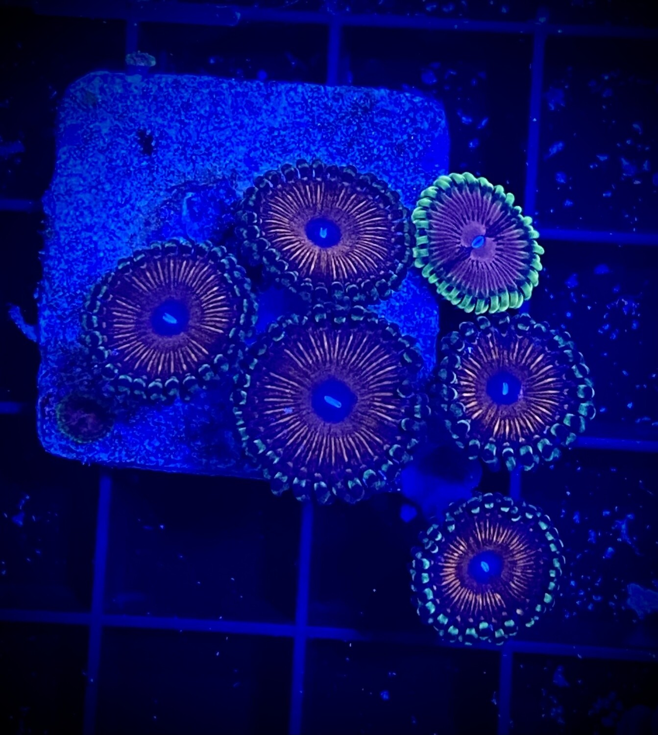 Zoanthus