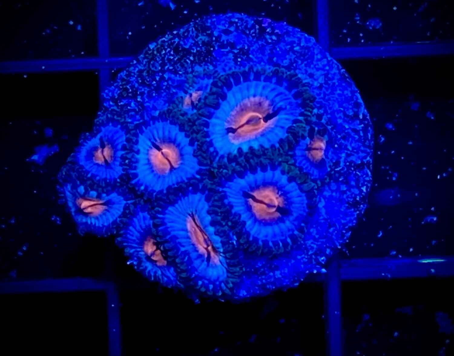 Zoanthus Miami Vice