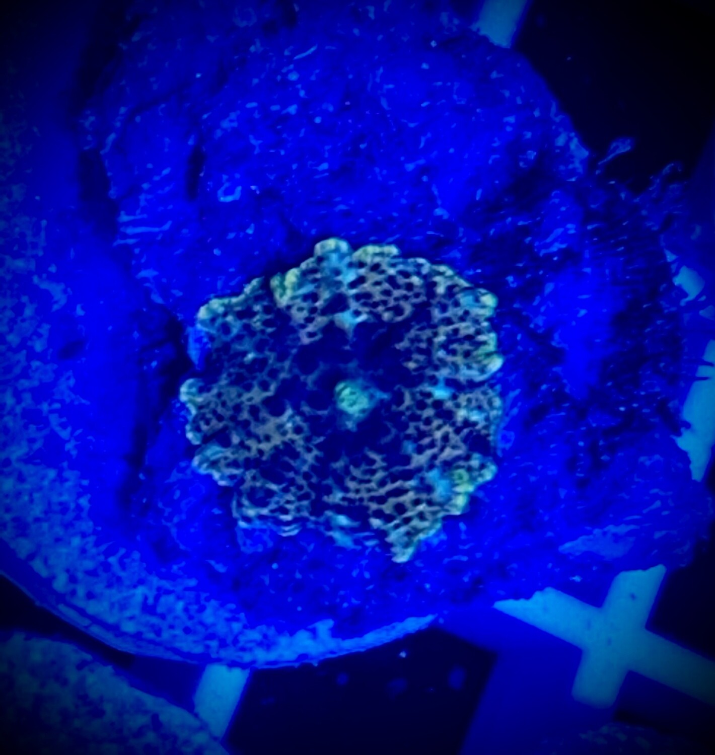 Discosoma Mushroom