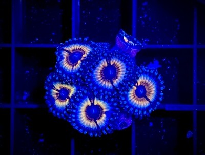 Zoanthus Sonic Flare