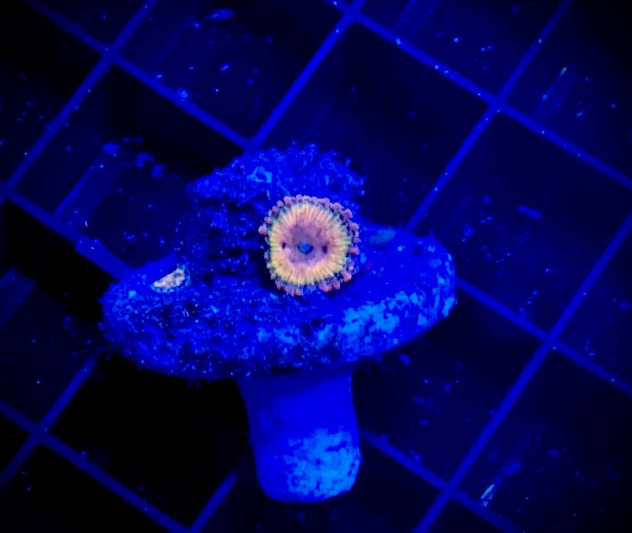Zoanthus Ultra