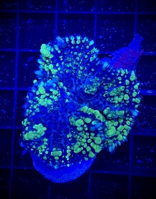 Discosoma Mushroom