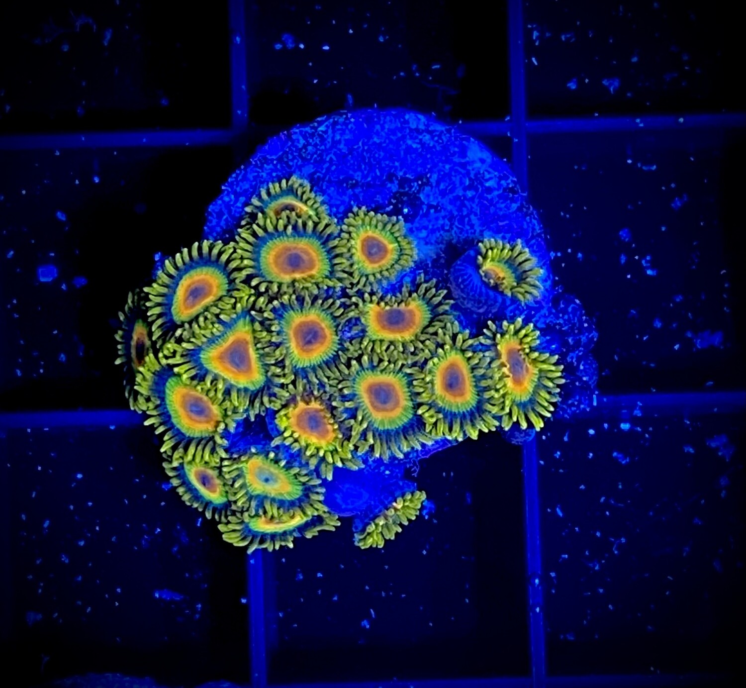 Zoanthus Rasta
