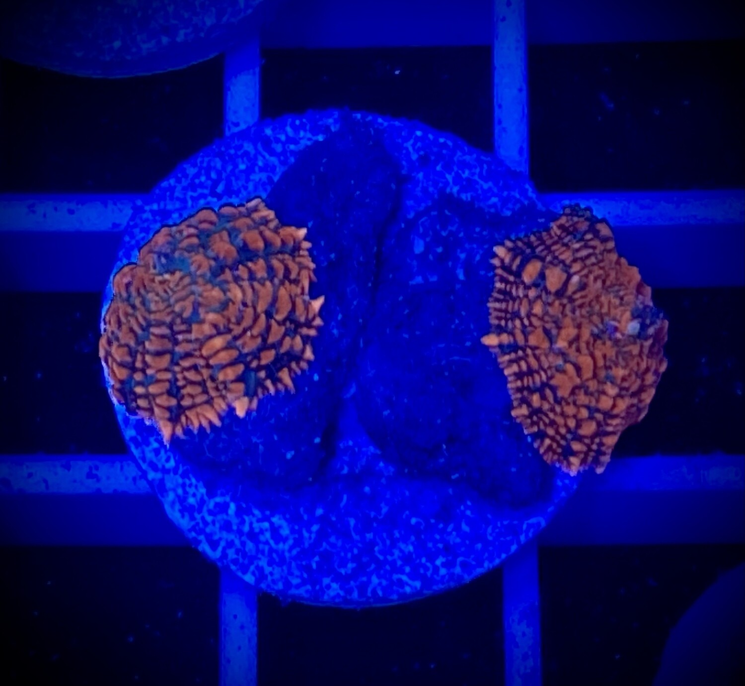 Discosoma Mushroom