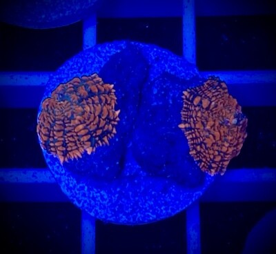 Discosoma Mushroom