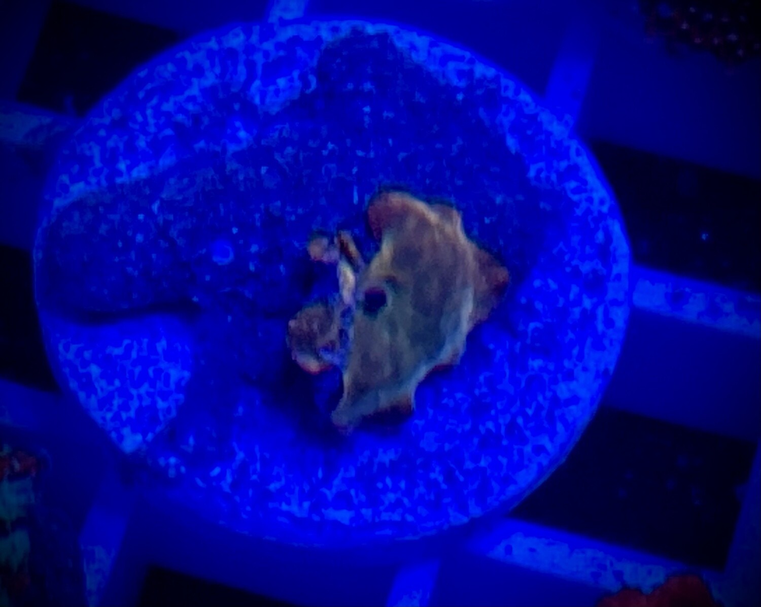 Discosoma Mushroom