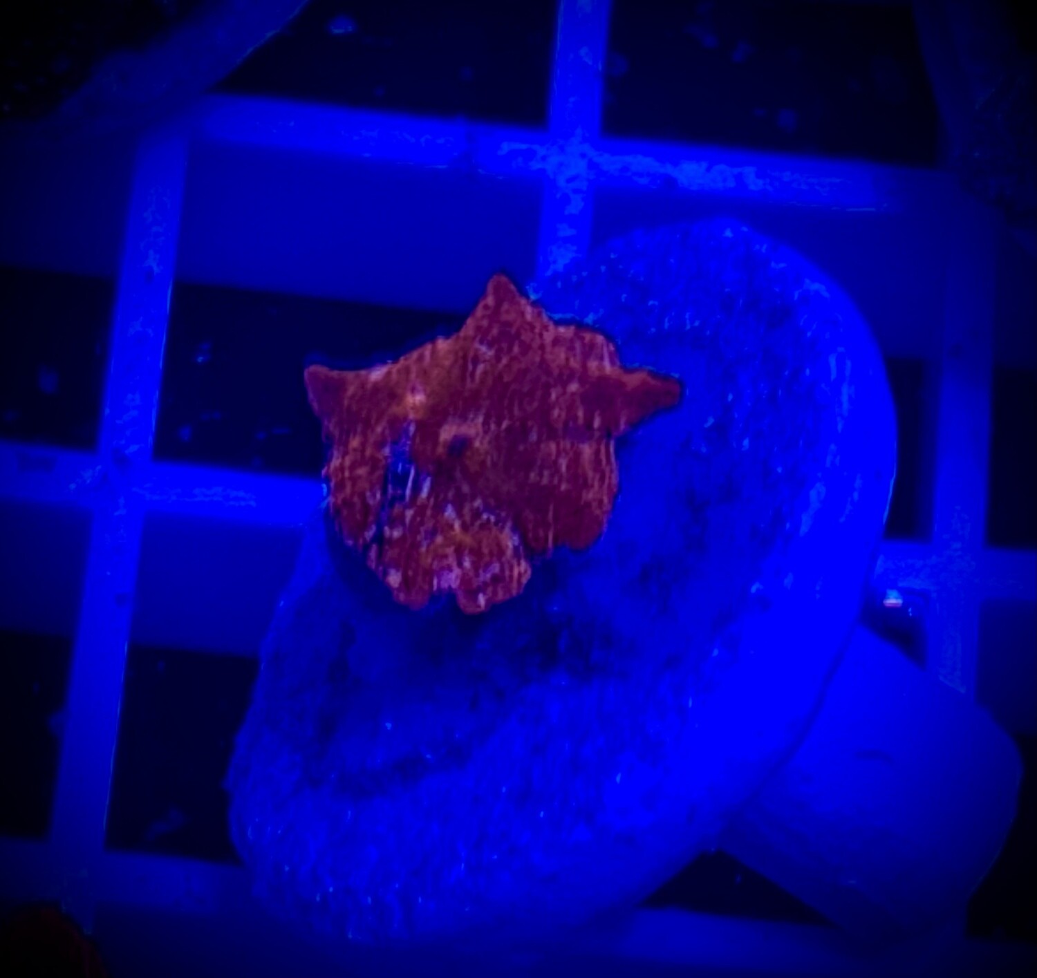 Discosoma Mushroom
