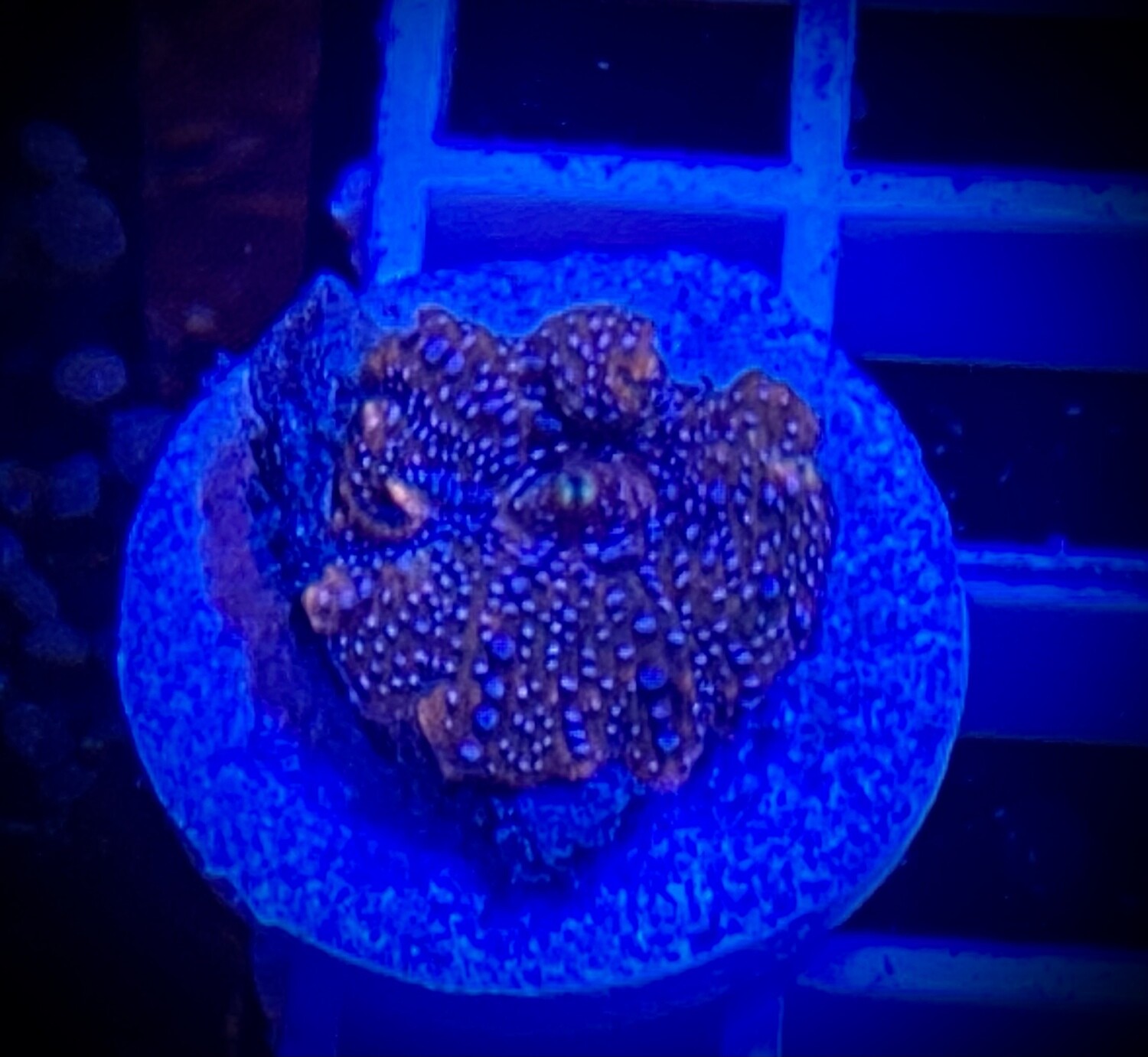 Discosoma Mushroom