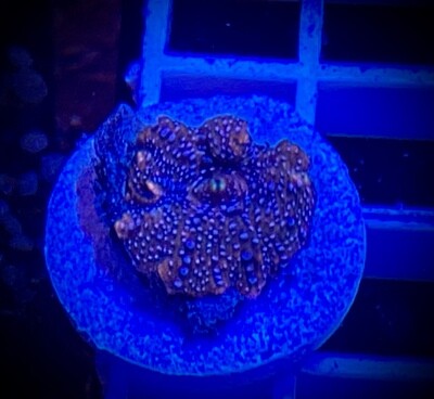 Discosoma Mushroom