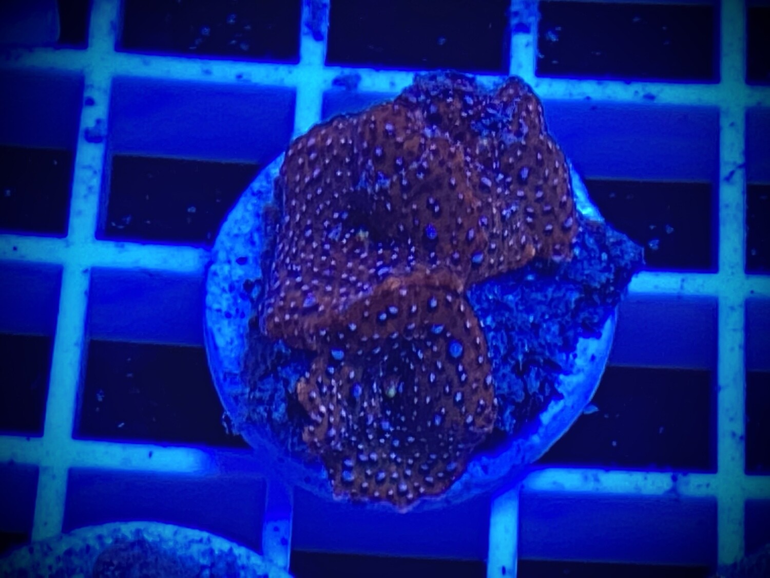 Discosoma Mushroom