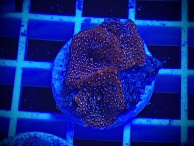 Discosoma Mushroom
