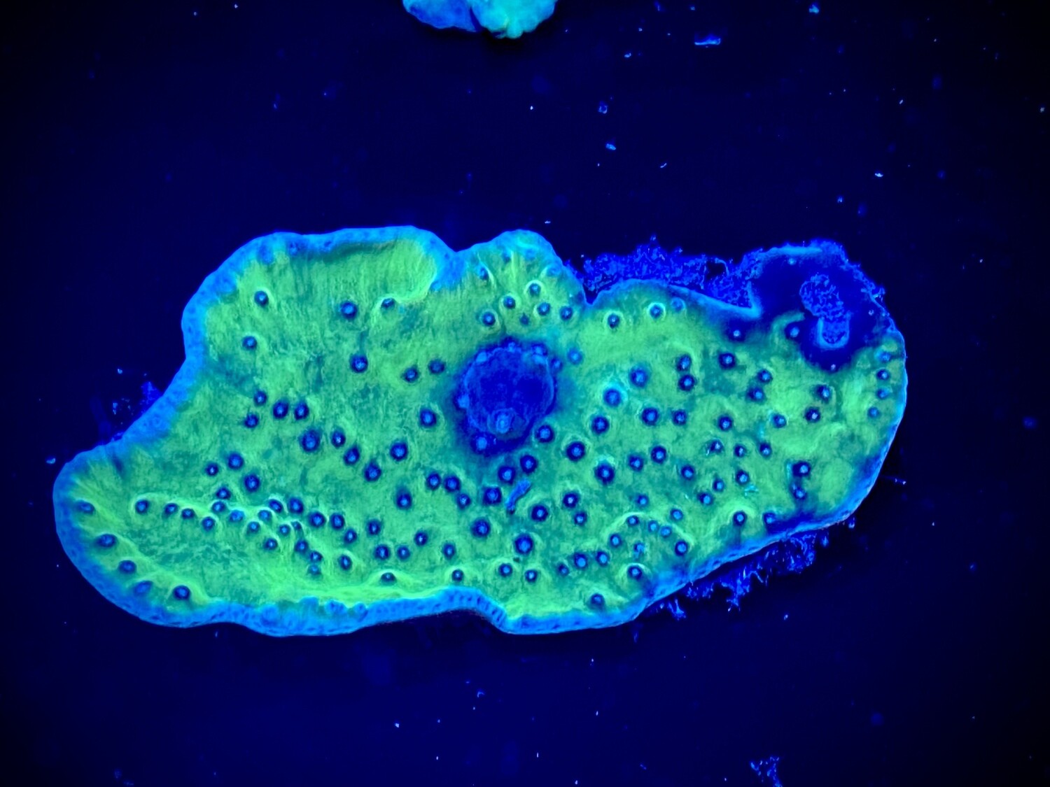 Turbinaria