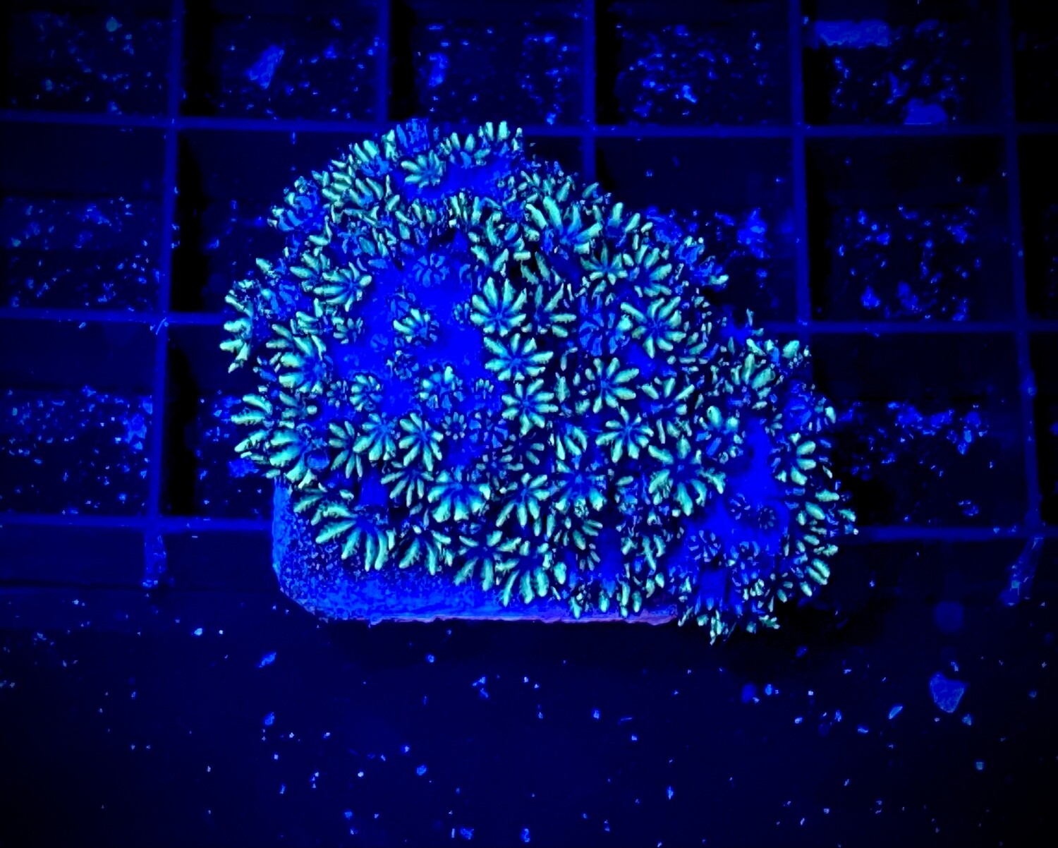 Sympodium Blue &amp; Green