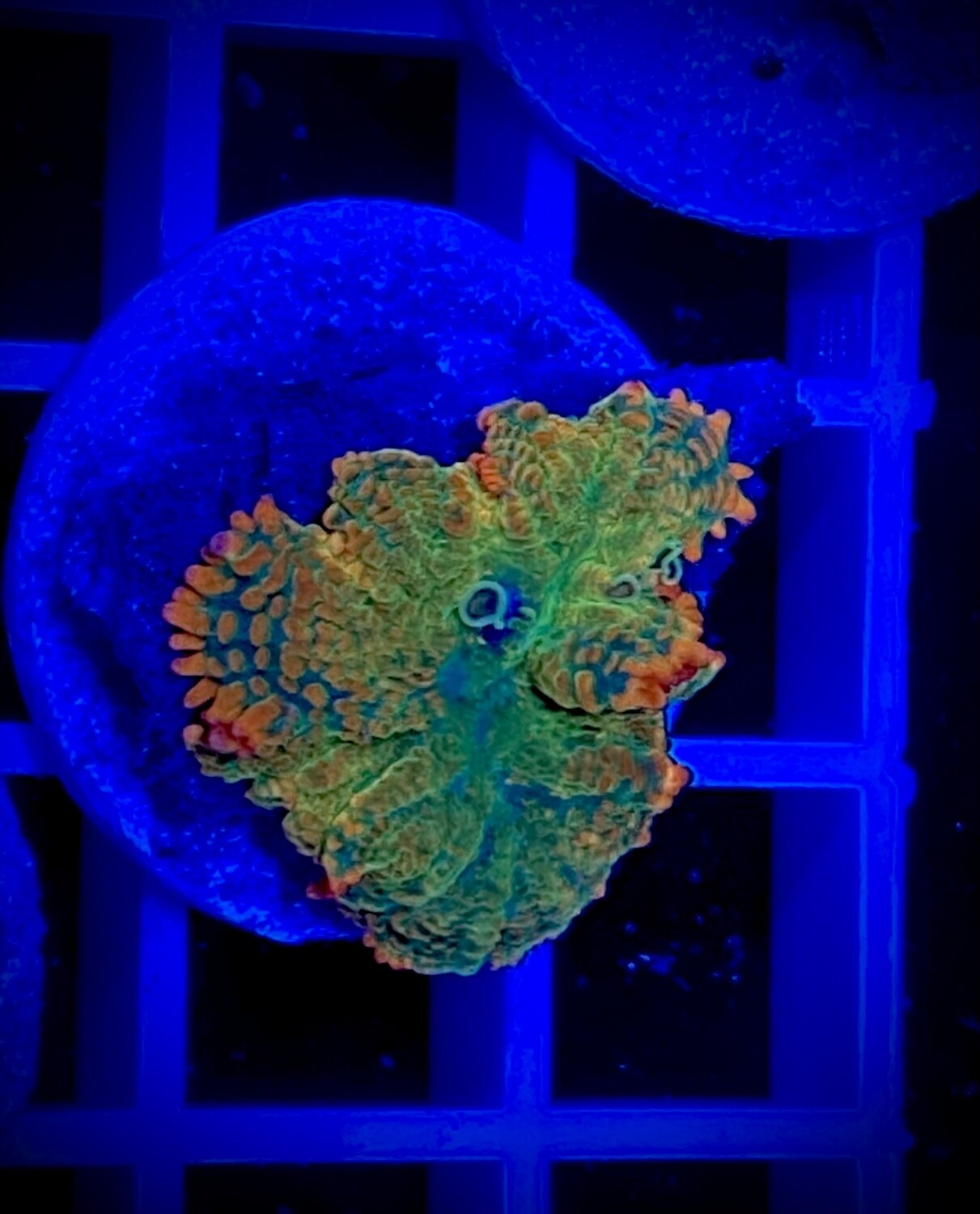 Discosoma Mushroom
