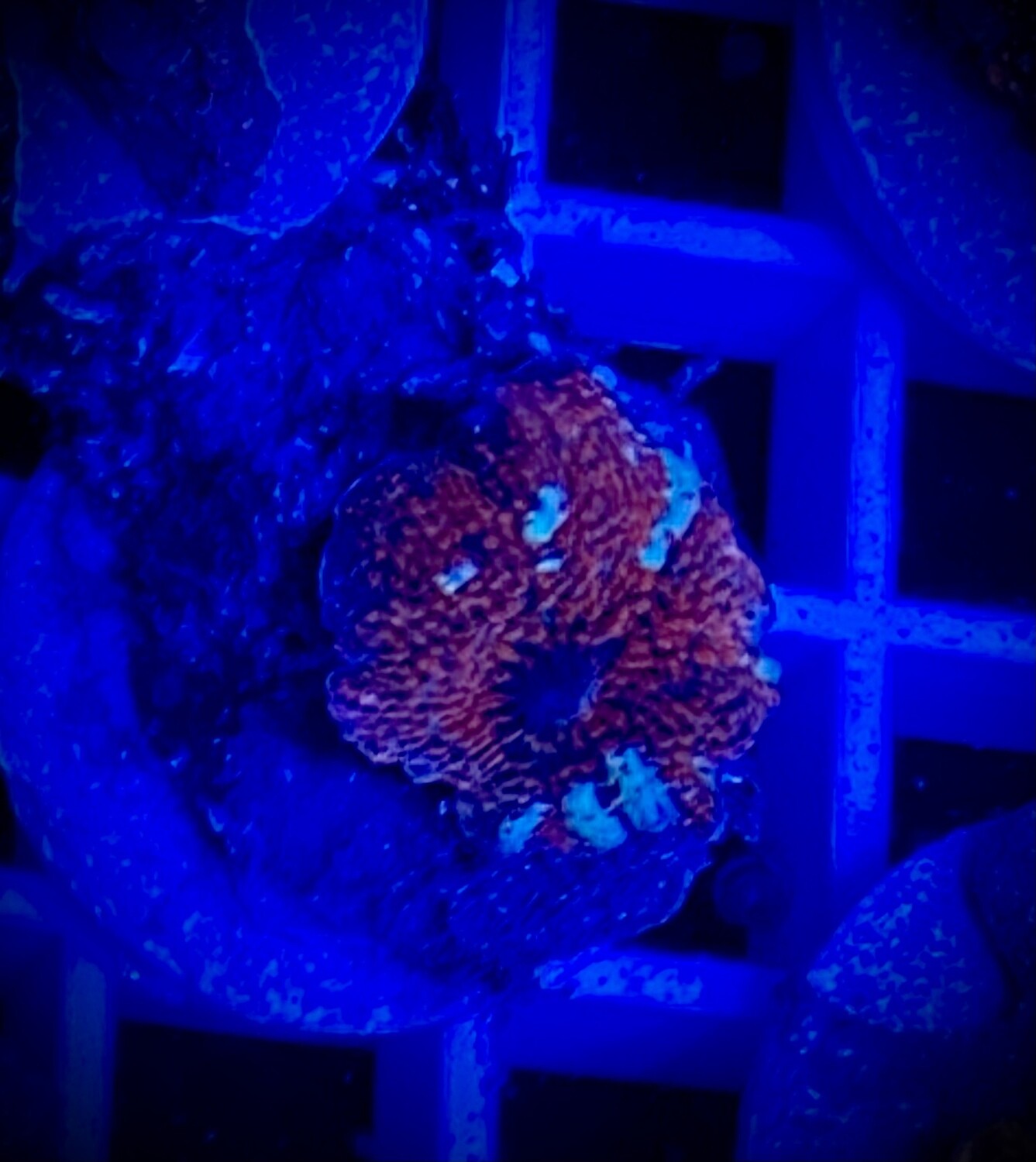 Discosoma Mushroom