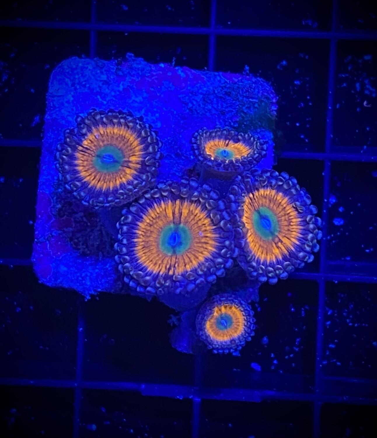 Zoanthus Gobstopper