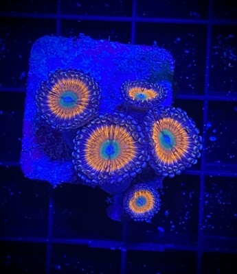 Zoanthus Gobstopper