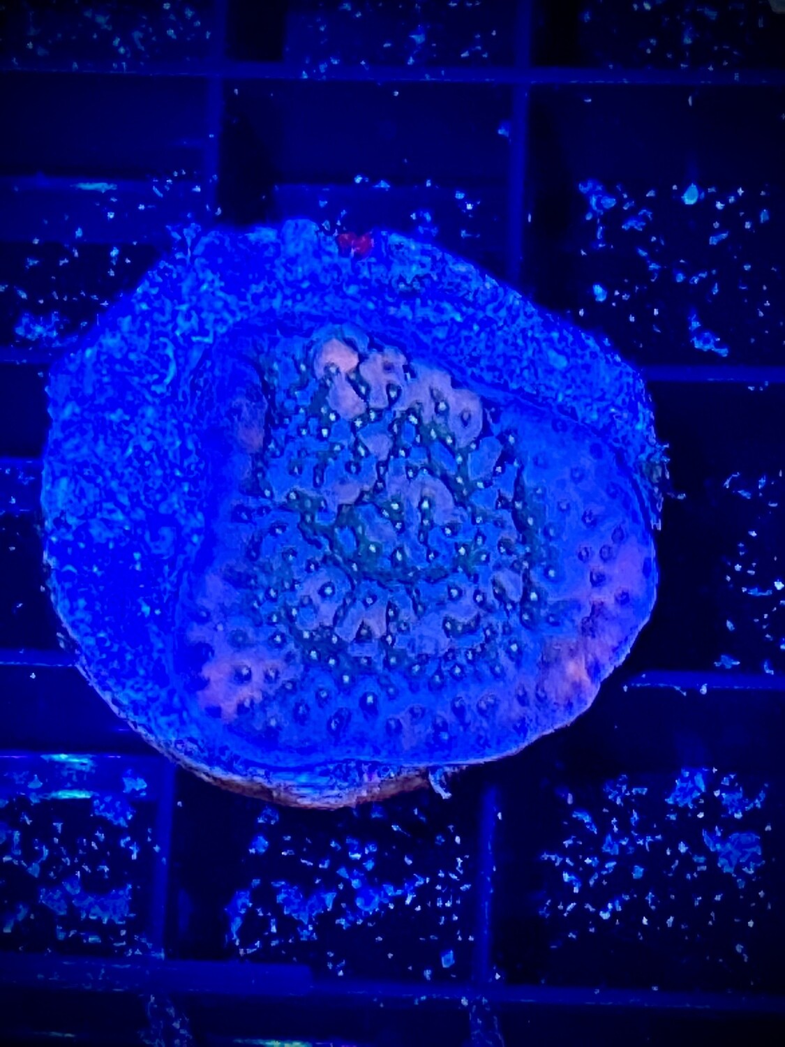Montipora Ultra