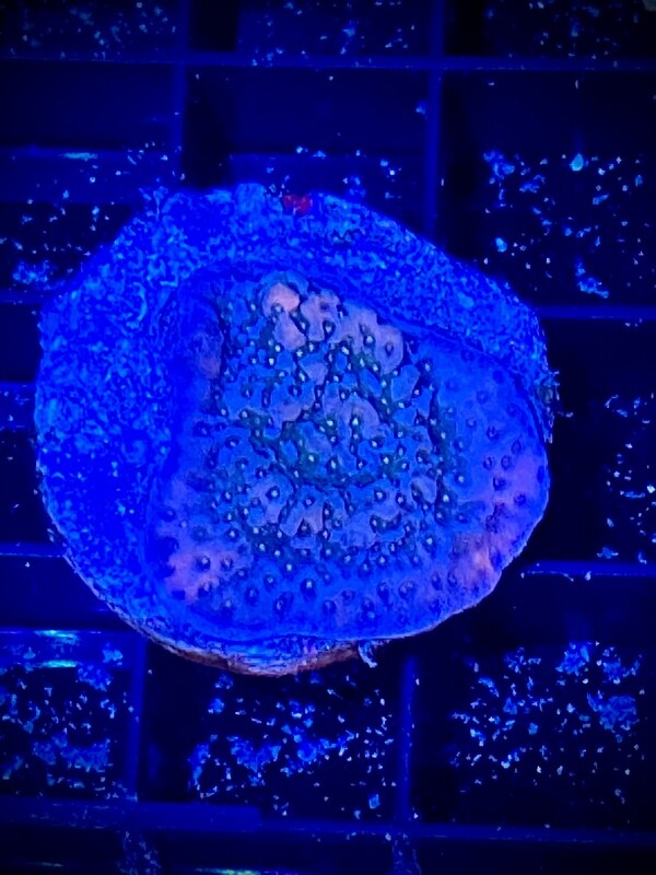 Montipora Ultra