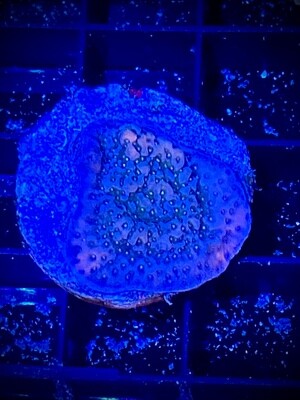 Montipora Ultra