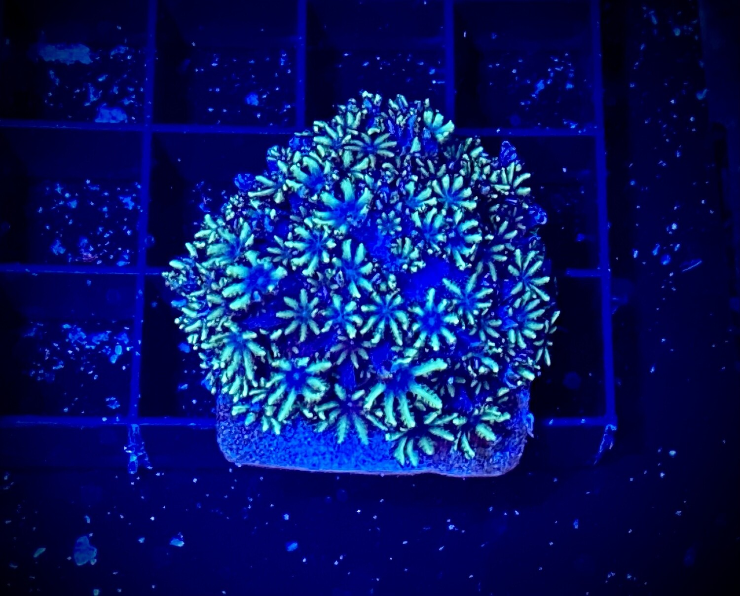 Sympodium Blue &amp; Green