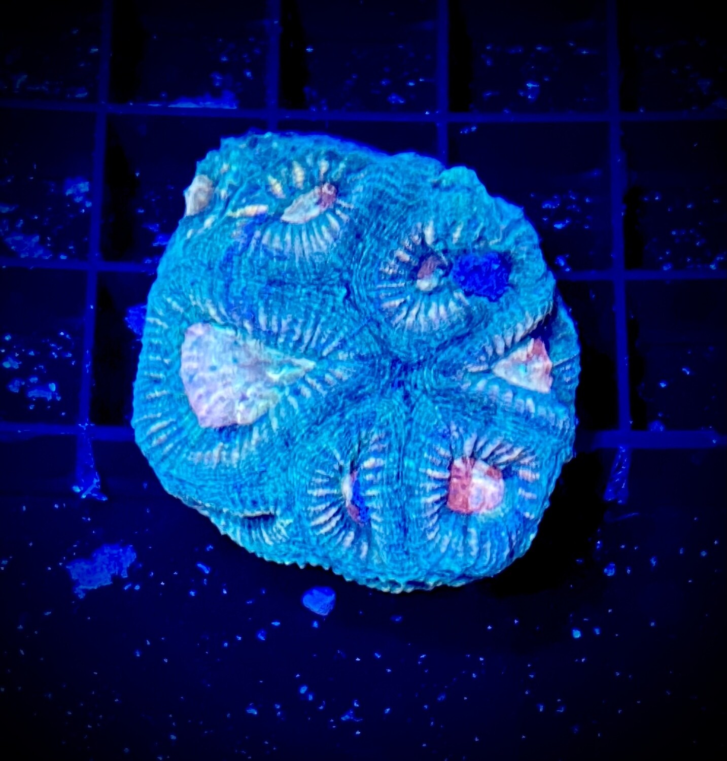 Goniastrea