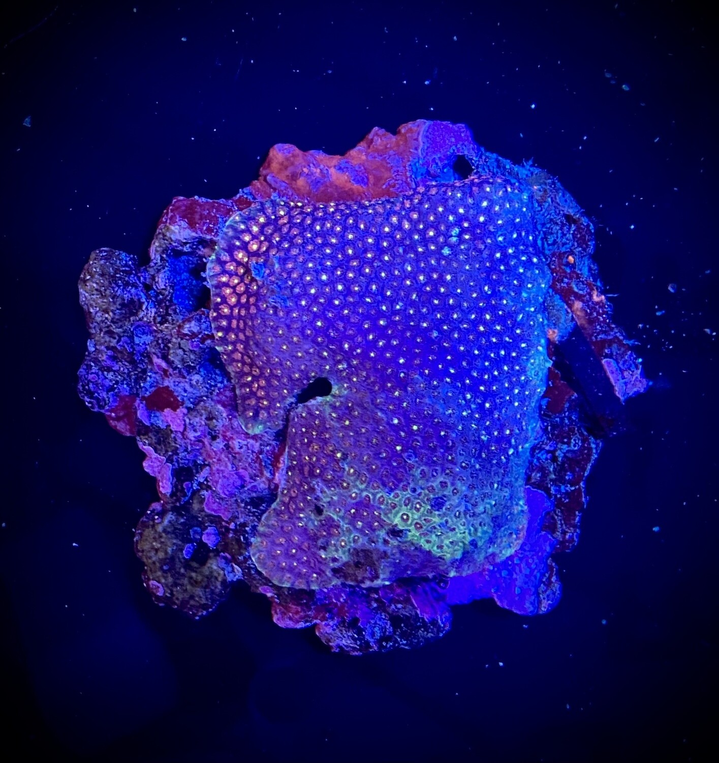 Goniopora