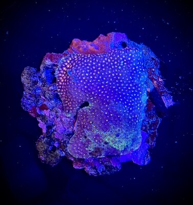 Goniopora