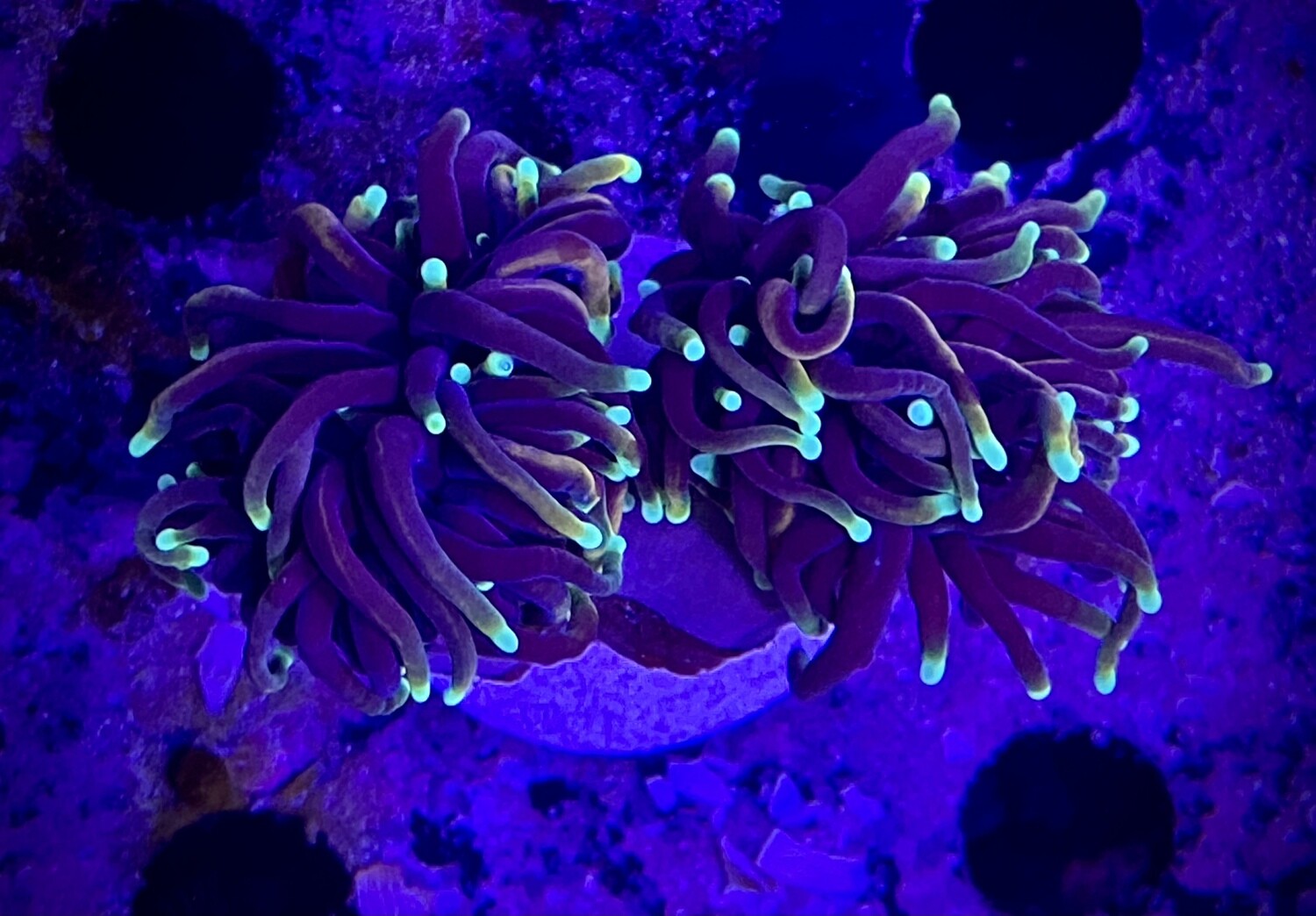 Euphyllia Torch (2 heads)