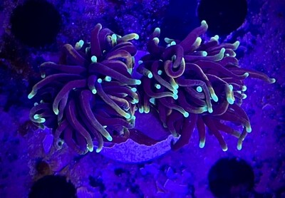 Euphyllia Torch (2 heads)