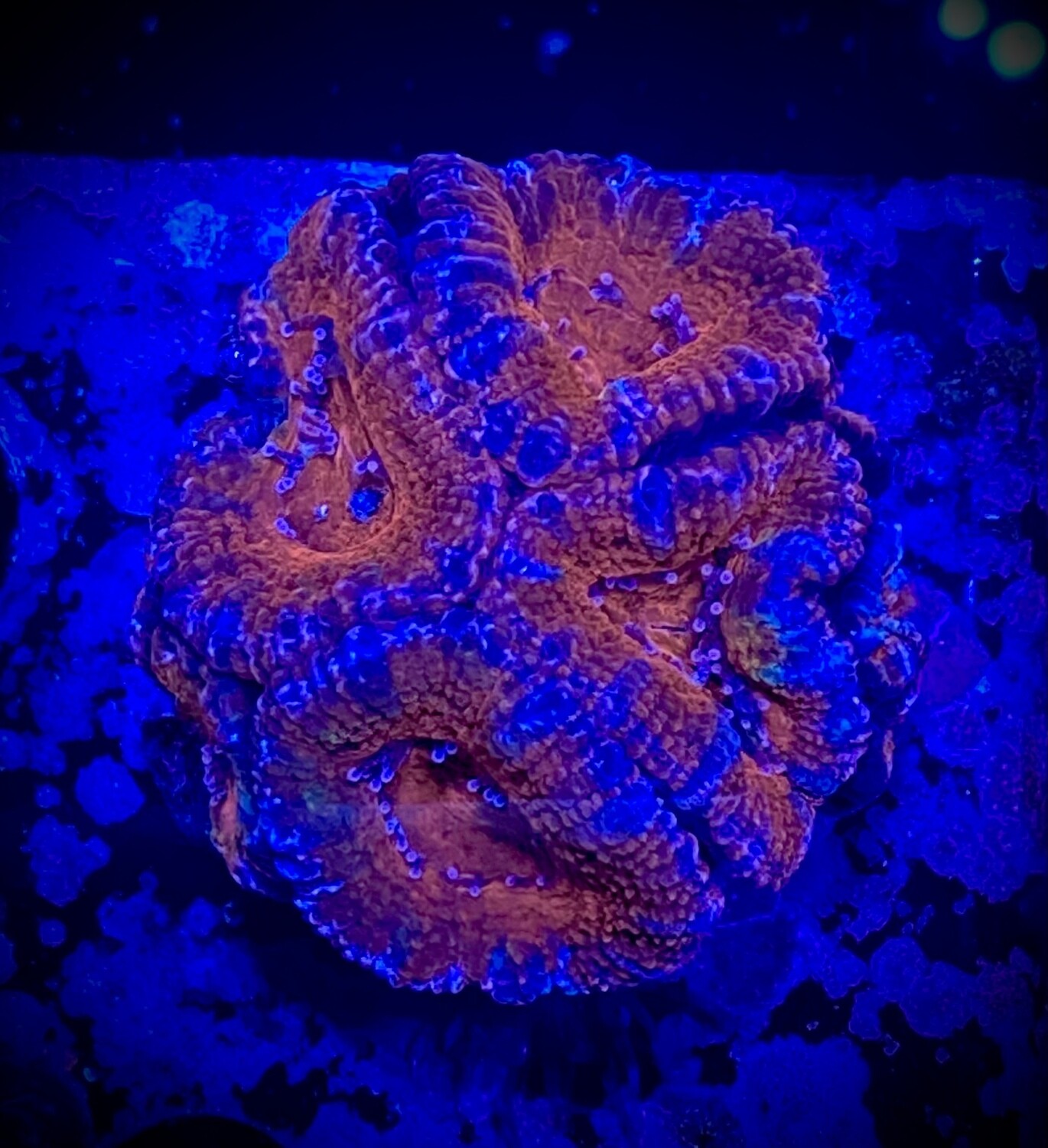 Acanthastrea lordhowensis