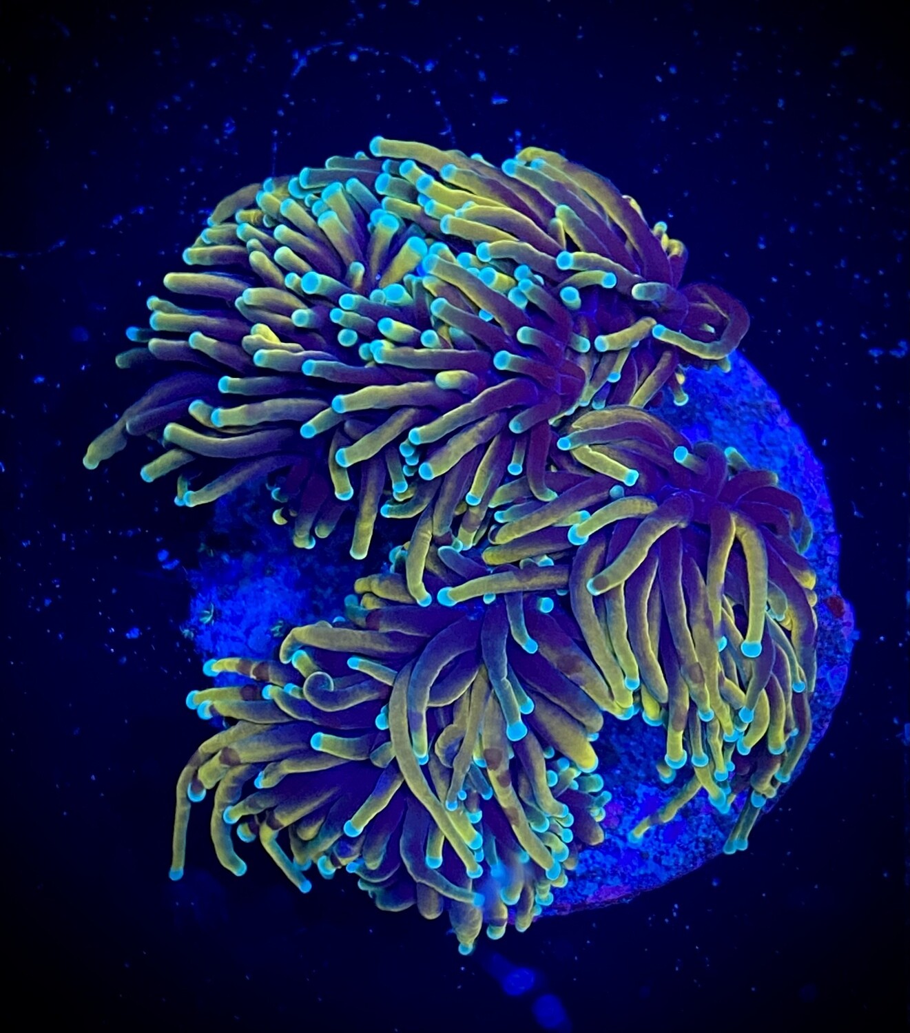 Euphyllia Torch (5 heads)