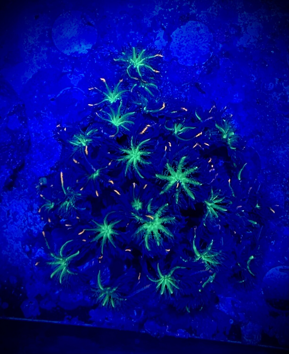 Pachyclavularia Tricolor