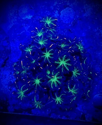 Pachyclavularia Tricolor