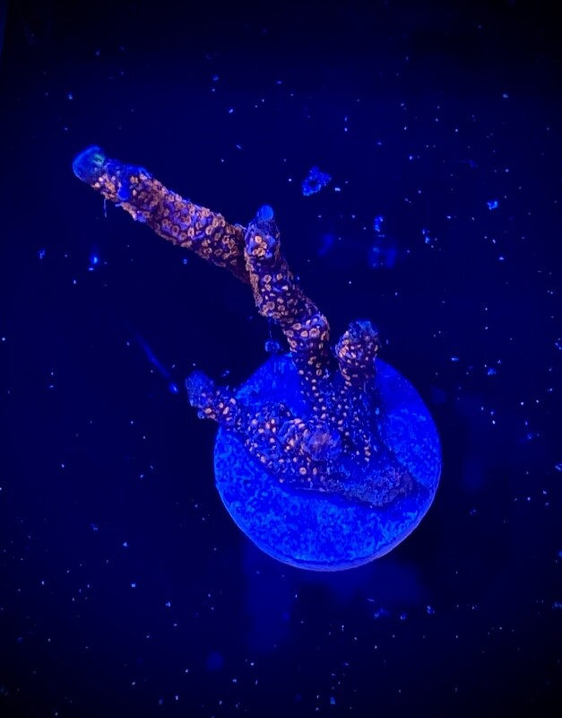 Montipora Red