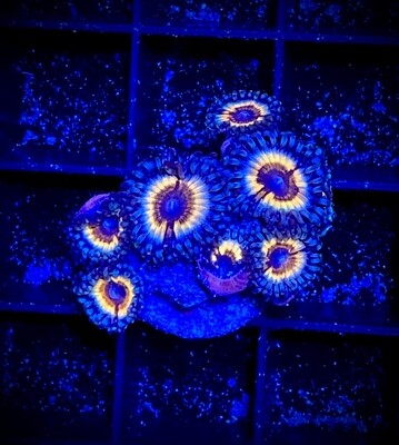 Zoanthus Sonic Flare