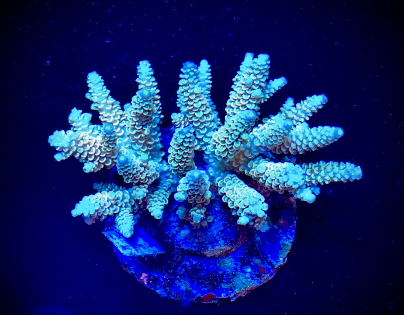 Acropora Indo