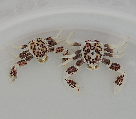 Neopetrolisthes ohshimai