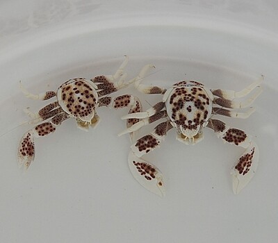 Neopetrolisthes ohshimai