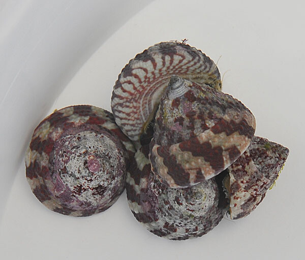 Trochus radiatus