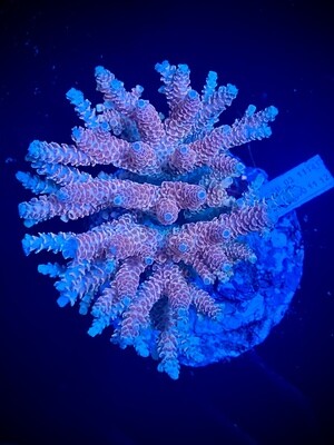 Acropora Indo Colony RFU 004
