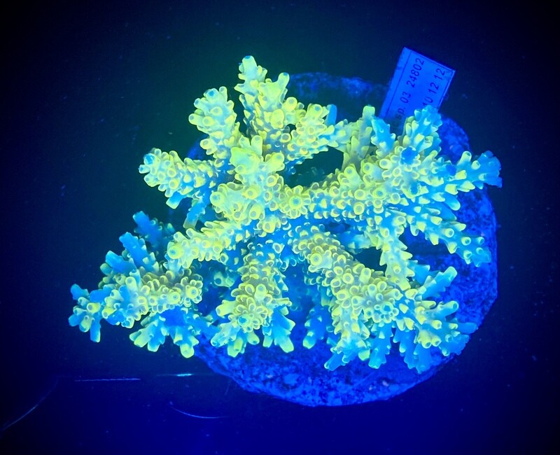 Acropora Indo Colony RFU 003