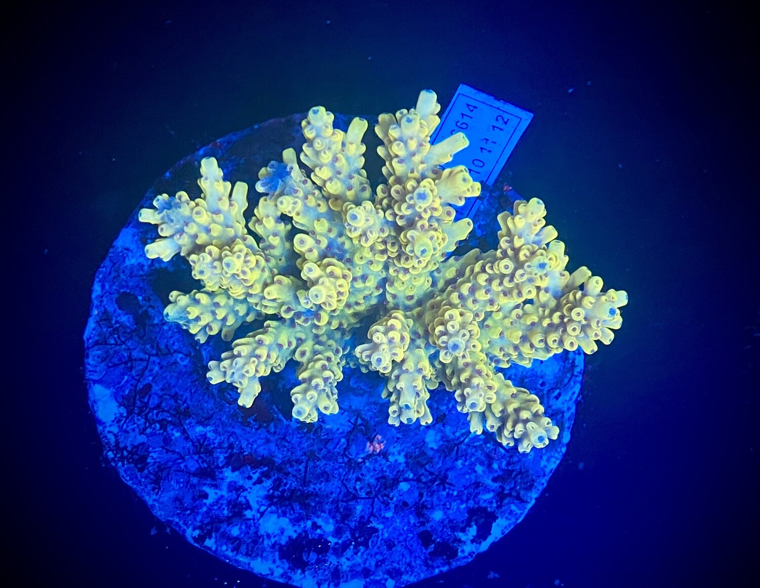 Acropora Indo Colony RFU 001